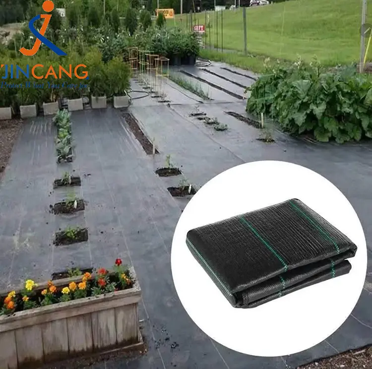 Pp mata fiailí fite