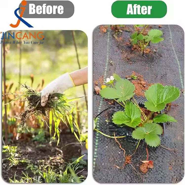 Pp mata fiailí fite